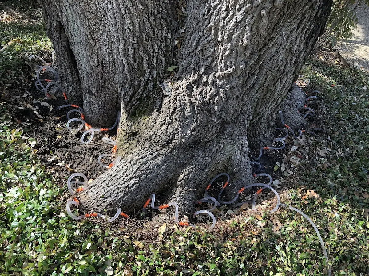 Detailed Tree Cabling and Bracing job site in Capon Bridge